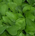 Funkie - Hosta elata