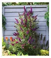 BALDUR Garten 1x Buddleia Straight UP - Butterfly Tower, Pflanze im 9x9 cm-Topf, Sommerflieder, winterhart, blühend, Buddleja Hybride, lange und aufrechte Blütenrispen, benötigt wenig Platz