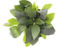 Kurzstängeliger Wasserfreund - Hygrophila corymbosa Kompakt