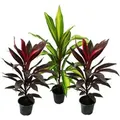 Exotenherz 3er Set Cordyline Fruticosa Keulenlilie 12cm Topf