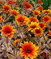 BALDUR Garten Sonnenauge 'Orange Marble',1 Knolle, einzigartig marmoriertes Laub, winterhart & verträgt Trockenheit, bienenfreundlicher Dauerblüher, robust, ideal für Beet & Kübel, pflegeleicht