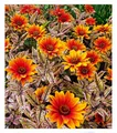 BALDUR Garten Sonnenauge 'Orange Marble',1 Knolle, mehrjährig - winterhart, pflegeleicht, bienenfreundlich, extrem lange Blütezeit, trockenheitsverträglich, einzigartig marmoriertes Laub