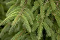 Picea orientalis 'Aurea', Orientalische Fichte, goldgelb, 40–50 cm