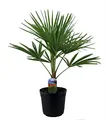 BALDUR Garten 1x Winterharte Kübel-Palme, Pflanze im 19 cm-Topf, Trachycarpus fortunei, Fächerpalme, sehr robust & pflegeleicht, mehrjährig, immergrün, winterhart bis -15 °C, Wasserbedarf gering