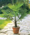 BALDUR Garten Zierstrauch Winterharte Kübel-Palme im 19 cm Topf, 1 St., Hanfpalme, immergrün, winterhart, pflegeleicht