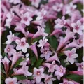 Weigelie Pink Poppet 25-30cm - Weigela florida