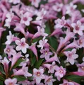 Weigelie Pink Poppet 25-30cm - Weigela florida