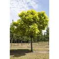 Catalpa Bignonioides Trompetenbaum 150–200 cm