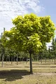 Catalpa bignonioides 150-200 cm - Trompetenbaum, große herzförmige Blätter, weiße Blüten, Blütezeit Juni-Juli, ideal als Schattenspender, pflegeleicht