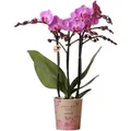 Kolibri Orchids Lila/Rosa Phalaenopsis Orchidee Mineral Vienna Topfgröße 9cm