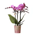 Kolibri Orchids | Lila/rosa Phalaenopsis Orchidee - Mineral Vienna - Topfgröße 9