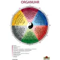Organuhr-Schaubild DIN A 3 von Nirgun W. Loh/ Sakina K. Sievers / ShenDo Verlag / Sonstige