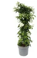 Solanum jasminoides - Sommerjasmin - 19cm Topf - ca. 75cm - weiß
