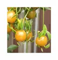 3x Pereskia aculeata Laubkaktus Früchte essbar Gemüse Pflanzen - Samen ID1825