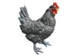Aspinaworld Gartenfigur Huhn Figur schwarz stehend 34 cm – für Beet oder Steingarten