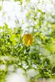 Pflanzen für Dich Kletterpflanze Clematis tang. Golden Tiara, 1 St., Gold-Waldrebe, Tangutica-Waldrebe, gelbe Blüten, flauschige Samenstände