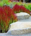 BALDUR Garten 3x Ziergras 'Red Baron', Pflanzen im 9x9 cm-Topf, Japanisches Blutgras, Flammengras, Imperata cylindrica, Garten-Ziergräser, winterharte Staude, mehrjährig, Pennisetum orientale