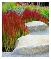 Ziergras 'Red Baron' Japanisches Blutgras Flammengras, 3 Pflanzen