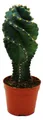 Cereus jamacaru "Spiralis" - Spiralkaktus im Mini-Format - im 6,5cm Topf