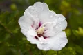 Pflanzen für Dich Gehölze Hibiscus syriacus Pinky Spot, 1 St., Garteneibisch, Straucheibisch