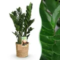 Zimmerpflanzen Zamioculcas ZZ-Pflanze mit Korb ⌀17cm ↕65-75cm