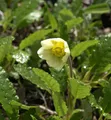 Silberwurz Sudermann - Dryas suendermannii