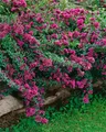 Pflanzen für Dich Staude Origanum laev. Herrenhausen, 1 St., Purpur-Oregano, Zier-Oregano