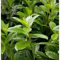 Kirschlorbeer Novita 40-60cm - Prunus,aurocerasus