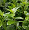 Kirschlorbeer Novita 40-60cm - Prunus laurocerasus - lebende Gartenpflanze aus den Baumschulen