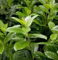 Kirschlorbeer Novita 40-60cm - Prunus laurocerasus