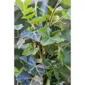 Hedera Helix Hibernica Irischer Efeu Immergrün Ca. 9x9 cm Topf