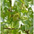 Schlankbleibender Amberbaum Worplesdon 60-80cm - Liquidambar styraciflua