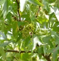 Schlankbleibender Amberbaum Worplesdon 60-80cm - Liquidambar styraciflua