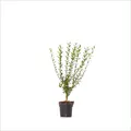 Wintergrüner Liguster Atrovirens 20 m Hecke ca. 60-100 cm 80 x 3 l Topf, Dehner
