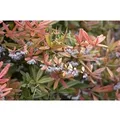 Berberis julianae 25-30 cm