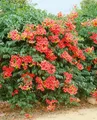Pflanzen für Dich Kletterpflanze Campsis radicans Grandiflora, 1 St., Trompetenblume, Klettertrompete, orangeblüten, kletterpflanze