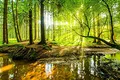 Fototapete Wald Bach Sonne Flur Natur Bäume Wohnzimmer Schlafzimmer Wandtapete Vlies Tapete Latexdruck UV-Beständig Geruchsfrei Hohe Auflösung Montagefertig (10513, VEXXXXXL (520x318 cm) 5 Bahnen)