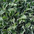 Funkie Francee - Hosta fortunei - lebende Gartenpflanze aus den Baumschulen