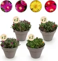 GreenboutiQ - Bodendecker - Winterhart - Delosperma - 8 Pflanzen - Farben Rot - Gelb - Lila - Rosa - Wenig Pflege - Topf 14cm Höhe 17cm