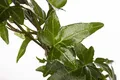Hedera helix 9x9 cm Topf – Winterhart, Immergrün, Pflegeleicht – Efeu – Kletterpflanze für Wand & Zaun