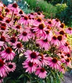 BALDUR Garten 3x Echinacea purpurea, Pflanzen im 9x9 cm-Topf, Purpuroter Sonnenhut, 4-6 Pflanzen pro Quadratmeter, bienen- & schmetterlingsfreundlich, winterharte Staude, mehrjährig, blühend