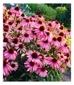 Echinacea purpurea,3 Pflanzen Purpuroter Sonnenhut, winterhart