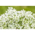 Euphorbia 'Diamond Frost - Zauberschnee™, Euphorbia hypericifolia - in Gärtnerqualität von Blumen Eber - 12 cm