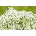 Euphorbia 'Diamond Frost` - Euphorbia hypericifolia - Zauberschnee™, im Topf 12