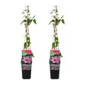 Bloomique - 2er-Set - Clematis Hagley Hybrid - Waldrebe - Rosa - Kletterpflanzen - Gartenpflanzen - Winterhart - Topf 15 cm - 70-80 cm hoch