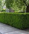 BALDUR Garten Hecken Taxus Eiben-Hecke, 1 St., Gemeine Eibe, immergrün, winterhart, mehrjährig, pflegeleicht