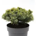 Zwerg Kiefer Sherwood Compact 20-25cm - Pinus mugo