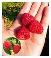 BALDUR Garten 1x Himbeere Enrosadira® Endlosernte, Pflanze mit 5-6 cm-Topfballen, winterhart, mehrjährig, pflegeleicht, Rubus idaeus, Dauerernte, reiche Ernte an essbaren Früchten, Obst-Rarität