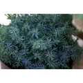 Juniperus Chinensis Blue Alps Chinesischer Wacholder 15–20 cm