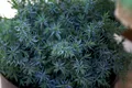 Juniperus chinensis 'Blue Alps', Chinesischer Wacholder, 15–20 cm